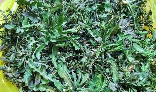 孕期飲食有“三寶” 促進胎兒頭腦發育