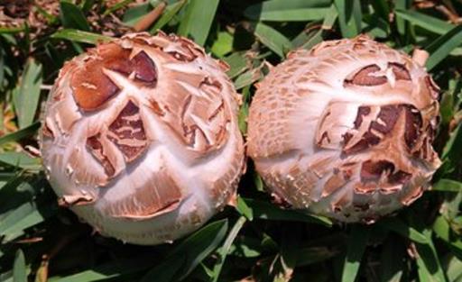 4種常見蘑菇的營養價值 適用于孕婦補充營養