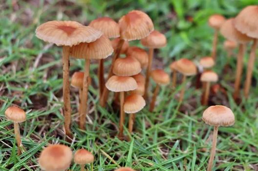 4種常見蘑菇的營養價值 適用于孕婦補充營養