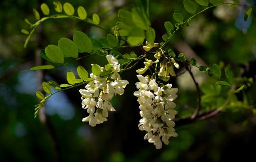 春季好吃的野菜 這種讓你更健康