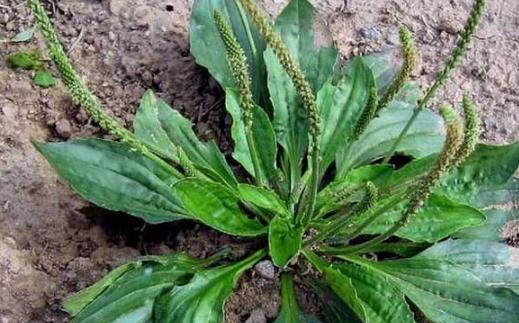 春季好吃的野菜 這種讓你更健康