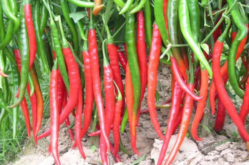 通過鍛煉和少吃減肥以外 中醫穴位按摩也可以減肥