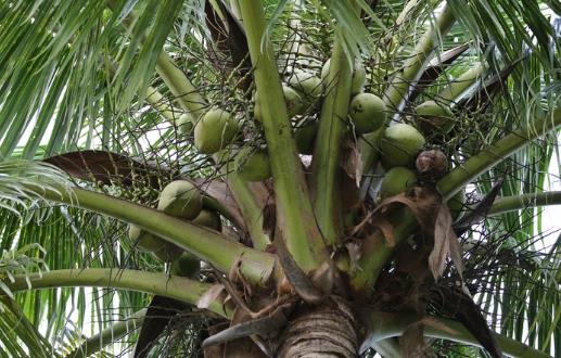 椰子的功效 一道椰子食療方教給你養(yǎng)顏又滋補