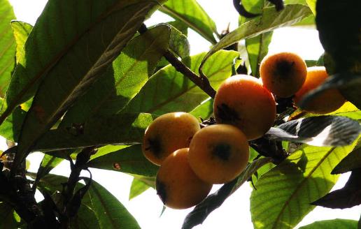 枇杷怎么吃止咳潤肺?老人孩子都可以吃