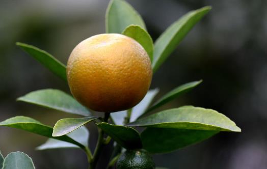 橘子全身是寶 橘皮橘絡都不要再扔了