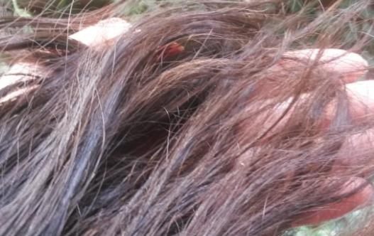 頭發(fā)枯燥、脫發(fā)怎么辦？醫(yī)生：常吃這三物，頭發(fā)烏黑柔順