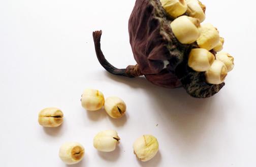 蓮子一把 大腦靈活降壓安神簡單又有效