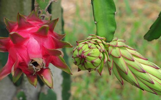 火龍果紅心還是白心好?關于火龍果的營養價值你知道多少