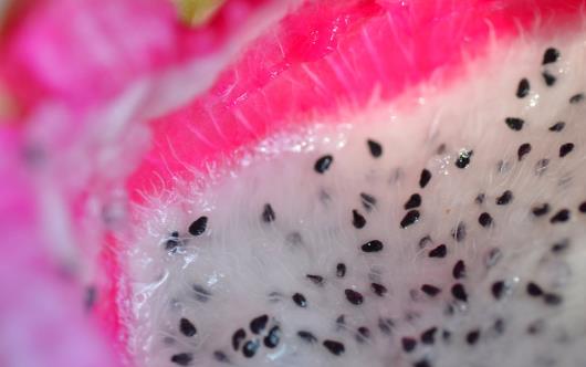 火龍果紅心還是白心好?關于火龍果的營養價值你知道多少