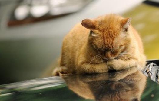 春天總愛犯困別大意 提神補充能量吃這些