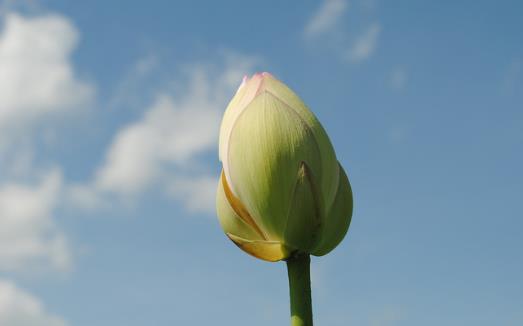 咳嗽多痰火氣大?常吃些蓮藕吧,專家:蓮藕的這四個功效你可以了解一下