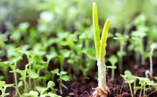 初春防病食物 這七種非常適合