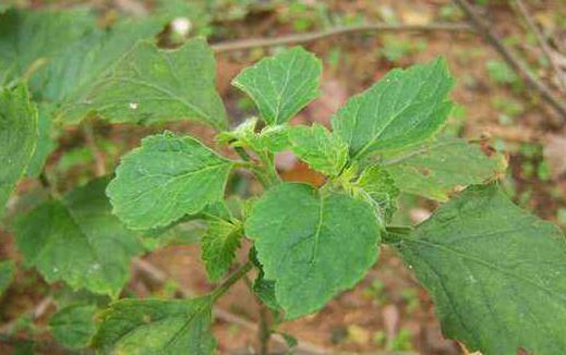 感冒了別隨便買中成藥吃 這些用藥錯誤你都犯了嗎?