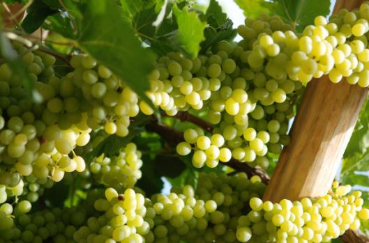 熬夜后一定要吃這些水果 有助調理身體