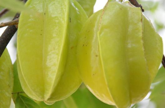 熬夜后一定要吃這些水果 有助調理身體