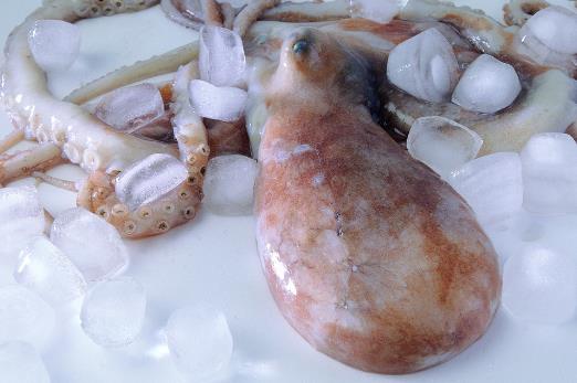 魷魚、花枝和軟絲傻傻分不清？教你一招來辨認