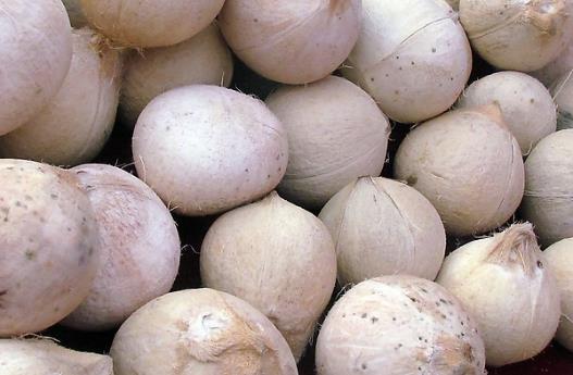 椰子光喝水太浪費(fèi)了教你快速剝開(kāi)椰子享用椰肉 