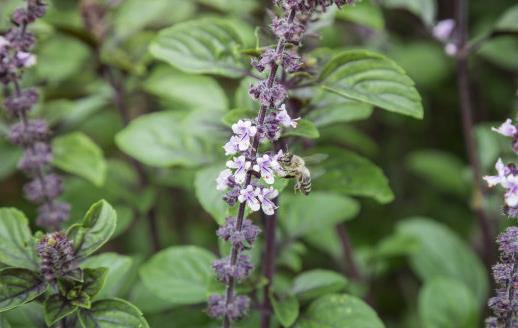 九層塔有國(guó)王藥草的美譽(yù) 女性經(jīng)期前的好伙伴