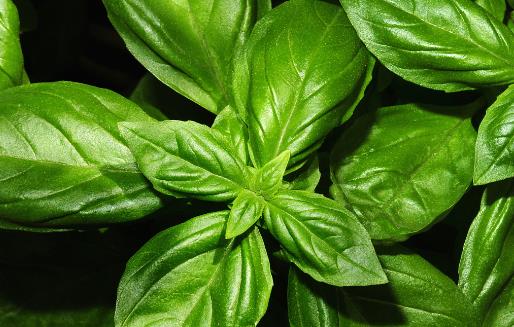 九層塔有國(guó)王藥草的美譽(yù) 女性經(jīng)期前的好伙伴