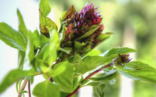 九層塔有國(guó)王藥草的美譽(yù) 女性經(jīng)期前的好伙伴