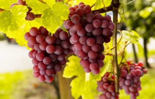 經期想要有好皮膚要吃對 吃這些讓皮膚水嫩