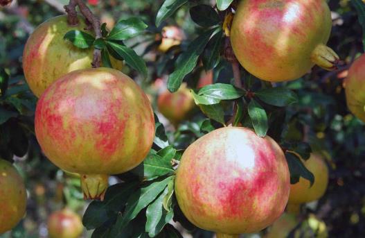 經期想要有好皮膚要吃對 吃這些讓皮膚水嫩