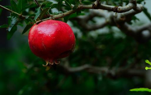 紅石榴被譽(yù)為水果中的紅寶石 紅石榴的功效及食用小妙招