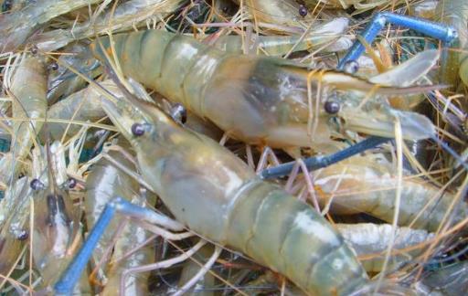 蝦營養豐富且肉質鮮美 挑選新鮮好蝦的竅門