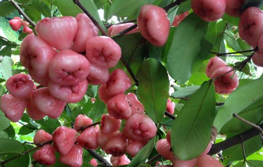 蓮霧熱量低營養(yǎng)豐富且能降血壓