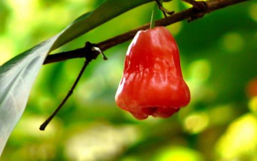 蓮霧熱量低營養(yǎng)豐富且能降血壓