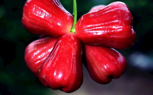 蓮霧熱量低營養(yǎng)豐富且能降血壓