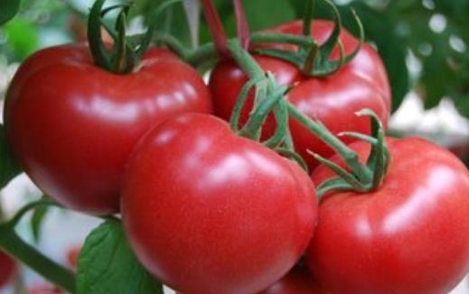西紅柿為抗氧化抗癌的圣品 生吃熟吃功效大可不同