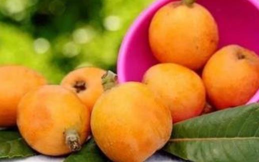 枇杷全身都是寶 對于眼睛和皮膚的健康有助