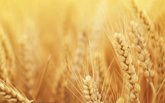 教你認識常見的轉(zhuǎn)基因食品