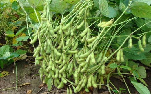 毛豆的功效與營養價值 挑選煮制毛豆小妙招