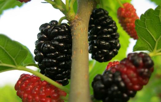 桑葚為抗氧化之王 能預防心血管疾病