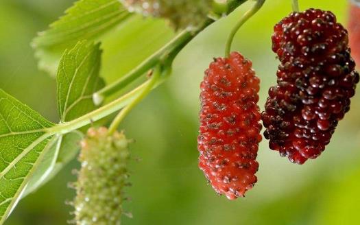 桑葚為抗氧化之王 能預防心血管疾病