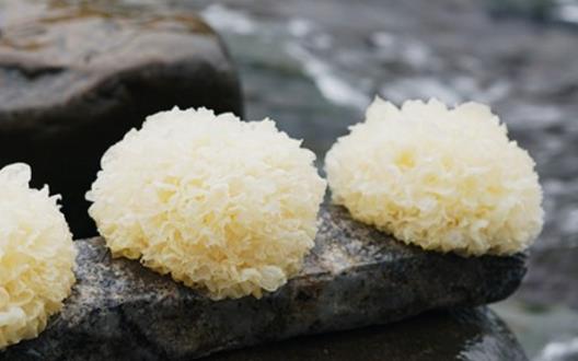 銀耳營養價值高 春季止咳潤肺可吃它