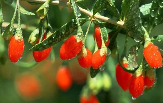 滋補(bǔ)肝腎、潤肺止咳：枸杞子的六大功效