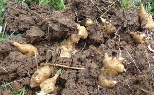 洋姜有一種特殊功效 對血糖具有雙向調(diào)節(jié)作用