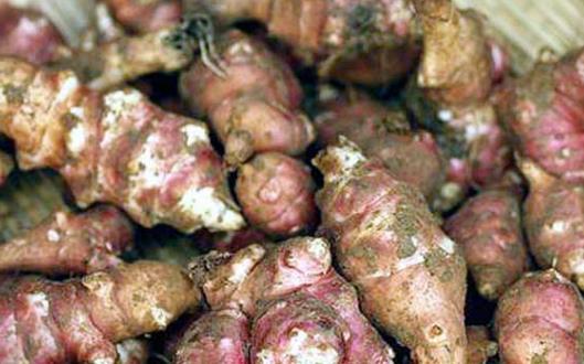 洋姜有一種特殊功效 對血糖具有雙向調(diào)節(jié)作用