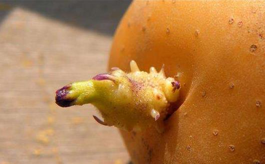 發了芽的土豆不能吃 避免土豆發芽的方法