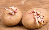 ?發了芽的土豆不能吃 避免土豆發芽的方法