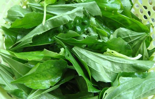 車前草的功效多 車前子的食用治療方