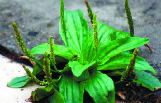 車前草的功效多 車前子的食用治療方