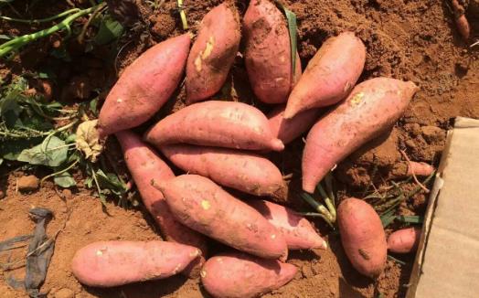 紅薯冬季儲(chǔ)存小知識(shí)