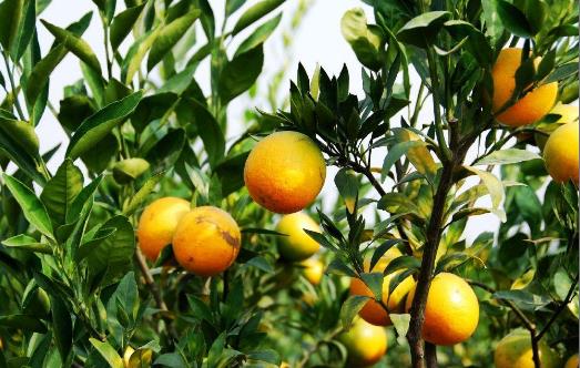 小心這些因素會(huì)導(dǎo)致手脫皮 手脫皮食療推薦