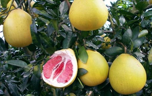 早起時感到疲累脂肪肝等癥狀 可通過吃清肝食物給肝臟排毒