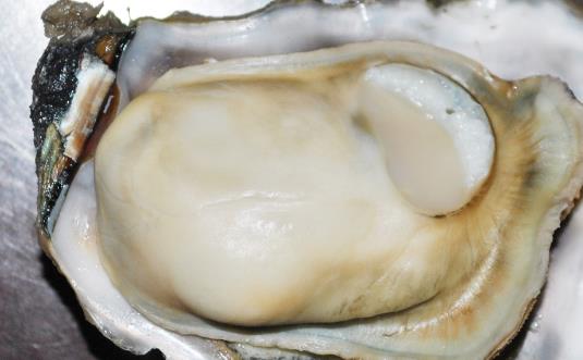 牡蠣為營(yíng)養(yǎng)豐富的食品 美味牡蠣食譜