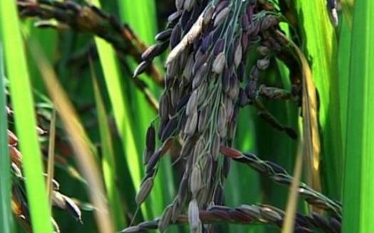 黑米的功效與作用 黑米的吃法